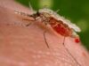 The distribution of Mosquito nets is helping to combat Nigeria’s malaria crisis