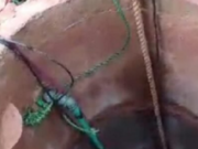 Oyo Man Dies While Trying to Rescue Goat from Well